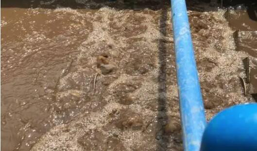 （圖：南輝客戶生化污水池起泡場(chǎng)景）